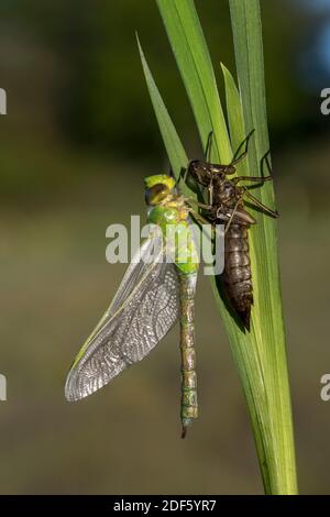 Kaiser Libelle; Anax Imperator; Emerging; Großbritannien Stockfoto