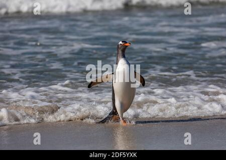 Gentoo Penguin; Pygoscelis papua; Rückkehr zum Strand; Falkland; Stockfoto