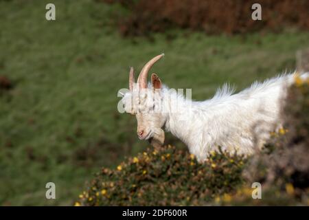 Große Orme Ziege; Capra Markhor; Llandudno; Wales Stockfoto