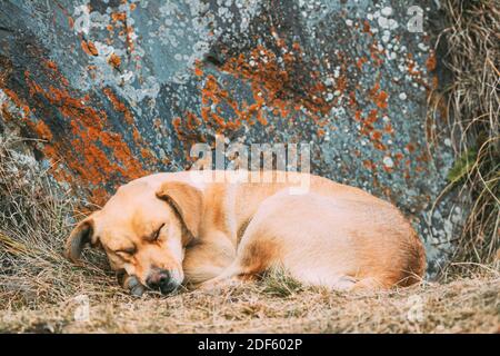 Red Puppy Central Asian Shepherd Dog Ruhe Im Freien In Georgischen Bergen Des Kaukasus. Alabai - Eine Alte Rasse Aus Regionen Zentralasiens. Verwendet Stockfoto