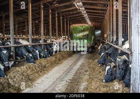 Milchvieh, die im Winter Silage in Innenräumen essen Stockfoto