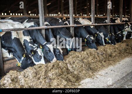 Milchvieh, die im Winter Silage in Innenräumen essen Stockfoto