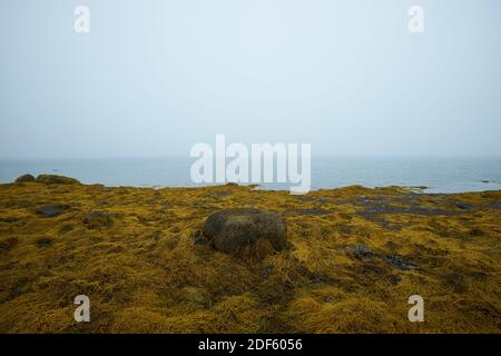 Gelbe Algen und verstreute Felsen, Felsbrocken bei Ebbe am Strand während eines nebligen, nebligen Tages in der Union River Bay. In Surry, Maine. Stockfoto