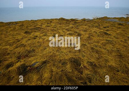 An einem nebligen, nebligen Tag in der Union River Bay bedeckt der Strand bei Ebbe gelbe Algen. In Surry, Maine. Stockfoto