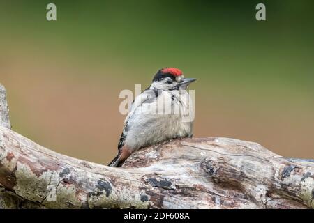 Buntspecht; Dendrocopos Major; Jung; Großbritannien Stockfoto
