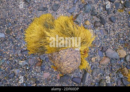 Eine Nahaufnahme, Detail eines Stückes gelber Seegras, alles bei Ebbe nass an einem felsigen Strand an der Union River Bucht. In Surry, Maine. Stockfoto