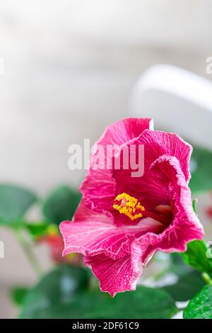 Zimmerpflanze häusliche Hibiskus rote Blume in einem Topf auf einem hölzernen weißen Stuhl. Chinesischer Hibiskus, Porzellanrose, Rosenmalbe. Speicherplatz kopieren Stockfoto