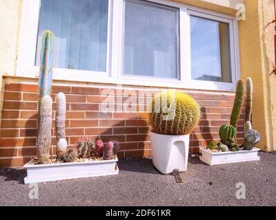 Kakteen in Töpfen vor der Haustür eines Vorstadthauses. Schöner gesunder Kaktus an der roten Ziegelwand des Familienhauses Stockfoto