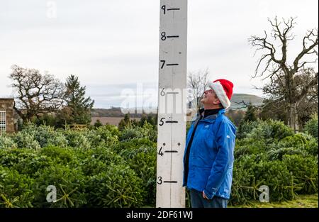 East Lothian, Schottland, Vereinigtes Königreich, 3rd. Dezember 2020. Beanston Christmas Trees: Ein Familienunternehmen auf der Beanston Farm seit 30 Jahren wachsen 6 Sorten von Tannen in ihrem ummauerten Garten für Kunden, die jedes Jahr zurückkehren. Die Farm erwartet, in diesem Jahr bis zu 1.000 Bäume zu verkaufen, obwohl die Bestellungen aus der Hotellerie sinken. Im Bild: Stefan Aalten-Voogd aus North Berwick genießt die jährliche Erfahrung, einen Weihnachtsbaum auszuwählen und neben der Messhöhe einen Weihnachtshut zu tragen Stockfoto