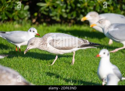 Möwen, sowohl Heringsmöwen (Larus argentatus) als auch Schwarzkopfmöwen (Chroicocephalus ridibundus) auf Gras tagsüber im Winter in England, Großbritannien. Stockfoto