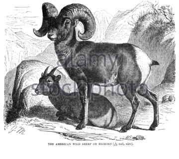 American Wild Sheep oder Bighorn, Vintage Illustration von 1894 Stockfoto