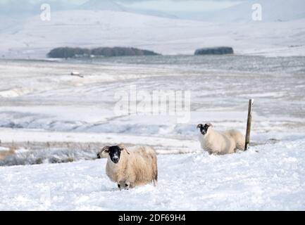 West Lothian, Schottland. Dezember 2020. UK Wetter: Schwarzgesicht Schafe Futter für Gras im Schnee in der Nähe der Pentland Hills Regional Park, West Lothian, Schottland, Großbritannien. Dezember 2020. Quelle: Ian Rutherford/Alamy Live News. Stockfoto