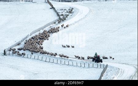 West Lothian, Schottland. Dezember 2020. UK Wetter: Farmarbeiter sammeln Schafe, um sie nach einem starken Schneefall auf der Craigengar Farm, West Lothian, Schottland, Großbritannien, nach innen zu bringen. Dezember 2020. Quelle: Ian Rutherford/Alamy Live News. Stockfoto