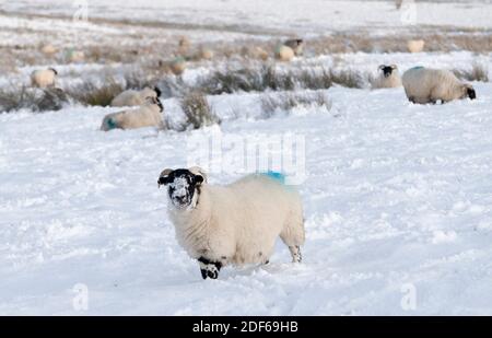 West Lothian, Schottland. Dezember 2020. UK Wetter: Schwarzgesicht Schafe Futter für Gras im Schnee in der Nähe der Pentland Hills Regional Park, West Lothian, Schottland, Großbritannien. Dezember 2020. Quelle: Ian Rutherford/Alamy Live News. Stockfoto