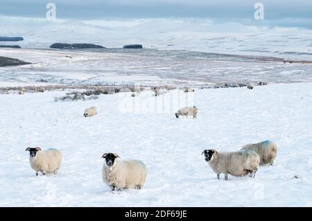 West Lothian, Schottland. Dezember 2020. UK Wetter: Schwarzgesicht Schafe Futter für Gras im Schnee in der Nähe der Pentland Hills Regional Park, West Lothian, Schottland, Großbritannien. Dezember 2020. Quelle: Ian Rutherford/Alamy Live News. Stockfoto