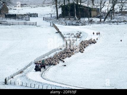 West Lothian, Schottland. Dezember 2020. UK Wetter: Farmarbeiter sammeln Schafe, um sie nach einem starken Schneefall auf der Craigengar Farm, West Lothian, Schottland, Großbritannien, nach innen zu bringen. Dezember 2020. Quelle: Ian Rutherford/Alamy Live News. Stockfoto