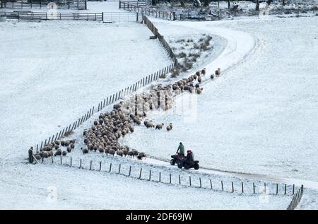 West Lothian, Schottland. Dezember 2020. UK Wetter: Farmarbeiter sammeln Schafe, um sie nach einem starken Schneefall auf der Craigengar Farm, West Lothian, Schottland, Großbritannien, nach innen zu bringen. Dezember 2020. Quelle: Ian Rutherford/Alamy Live News. Stockfoto