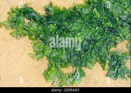 Meeressalat (Ulva lactuca) ist eine grüne Essalge von weltweiter Verbreitung. Chlorophyta. Ulvales. Ulvaceae. Bretagne Küste, Frankreich.