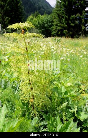 Holzachtelhalm (Equisetum sylvaticum) ist ein Schachtelhalm, der in der nördlichen Hemisphäre (Europa, Asien und Nordamerika) beheimatet ist. Pteridophyta. Equisetales.