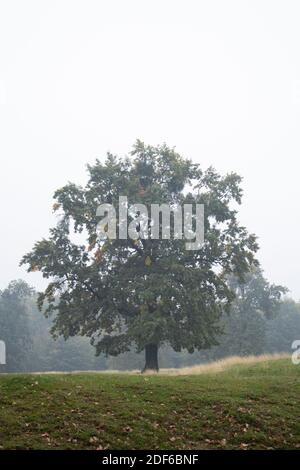 Eichen Bäume, Natur Nebel und Geheimnis, Herbst Stockfoto