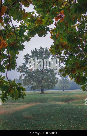 Eichen Bäume, Natur Nebel und Geheimnis, Herbst Stockfoto