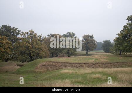 Eichen Bäume, Natur Nebel und Geheimnis, Herbst Stockfoto