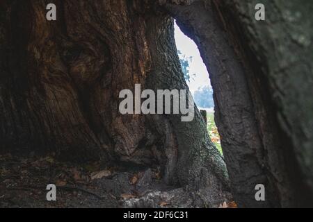 Blick durch Stamm, Holz, Eiche, Natur Stockfoto