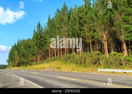 Eine Pflanzung von Kiefern (Pinus radiata) Wächst neben einer Straße in Neuseeland Stockfoto