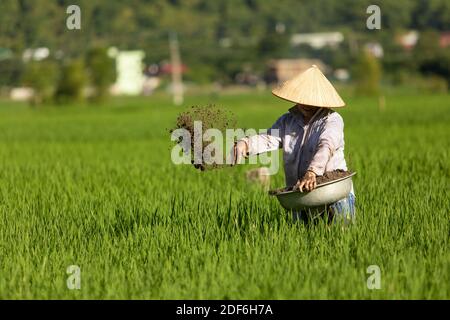 Frau, die Reissamen in einem Reisfeld im Mai Chau Tal in Vietnam pflanzt. Stockfoto