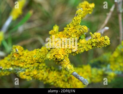 Die schalenartigen Strukturen im Gelben Zweig Lichen sind die Ascokarps oder die sporenproduzierenden Körper. Diese Gelben Lichen ist eine der häufigsten Stockfoto