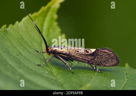 Schwefel Tubische Motte (Esperia sulfurella) auf dem Blatt. Tipperary, Irland Stockfoto