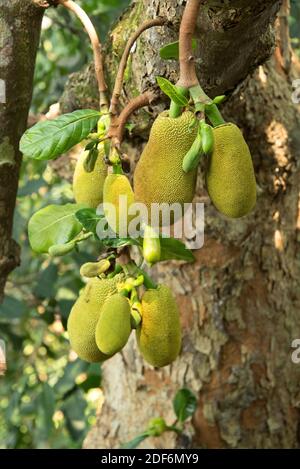 Jackfruit (Artocarpus heterophyllus) ist ein Baum aus dem Südwesten Indiens. Seine mehrfachen Früchte (infrutescences) sind essbar.