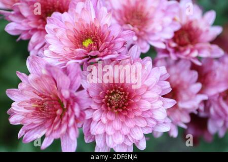 Rosa Chrysanthemen im Garten, rosa Chrysanthemen mit gelben Staubgefäßen Makro, Blumenfoto, Makrofotografie, Stock Bild Stockfoto