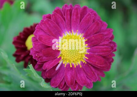 Rosa Chrysanthemen mit gelben Staubgefäßen im Garten, rosa Chrysanthemen Makro, Blumenfoto, Makrofotografie, Stock Bild Stockfoto