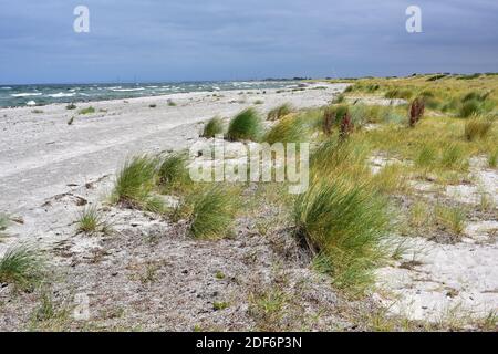 Europäisches Strandgras oder europäisches Marrammgras (Ammophila arenaria) ist eine mehrjährige Pflanze, die an den Küsten Europas und Nordafrikas beheimatet ist. Dieses Foto war