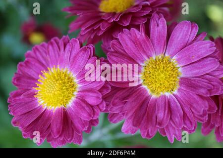 Rosa Chrysanthemen mit gelben Staubgefäßen im Garten, rosa Chrysanthemen Makro, Blumenfoto, Makrofotografie, Stock Bild Stockfoto