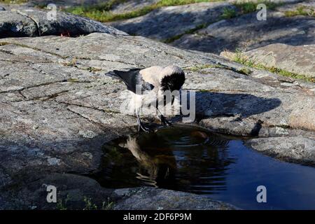 Männliche Krähe mit Kapuze, Corvus cornix, sieht seine Reflexion auf dem Wasser und sieht defensiv mit erhobener Krone und gerader Haltung. Stockfoto