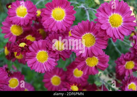 Rosa Chrysanthemen mit gelben Staubgefäßen im Garten, rosa Chrysanthemen Makro, Blumenfoto, Makrofotografie, Stock Bild Stockfoto