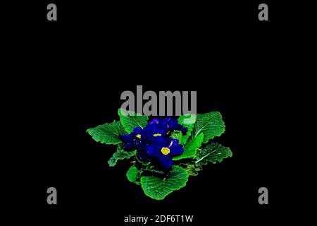 Blaue Blumen auf schwarzem Hintergrund Stockfoto