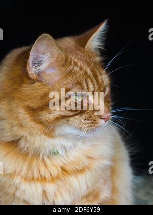 Eine hübsche Ingwerkatze auf schwarzem Hintergrund sieht etwas mit Absicht. Stockfoto