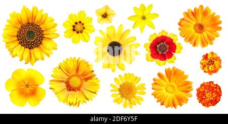 Gruppe von verschiedenen gelben und orangen Gartenblumen, isoliert Stockfoto