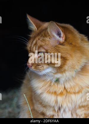 Eine hübsche Ingwerkatze auf schwarzem Hintergrund sieht etwas mit Absicht. Stockfoto