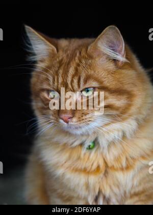 Eine hübsche Ingwerkatze auf schwarzem Hintergrund sieht etwas mit Absicht. Stockfoto