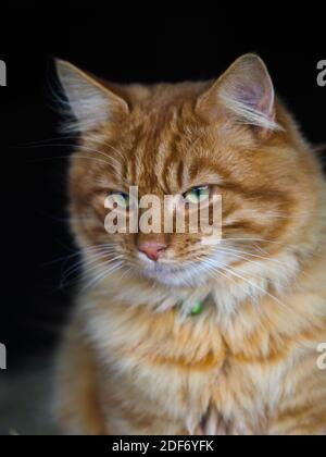 Eine hübsche Ingwerkatze auf schwarzem Hintergrund sieht etwas mit Absicht. Stockfoto