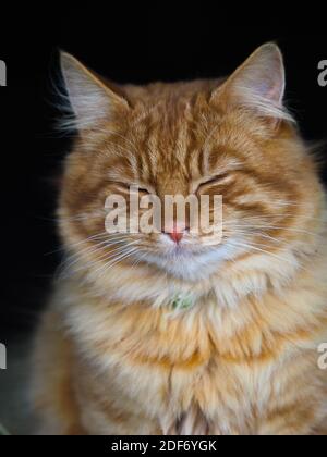 Eine hübsche Ingwerkatze schließt die Augen, als ob sie schläft. Stockfoto