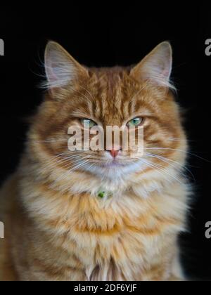 Eine hübsche Ingwerkatze auf schwarzem Hintergrund sieht etwas mit Absicht. Stockfoto