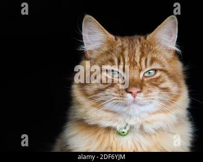 Eine hübsche Ingwerkatze auf schwarzem Hintergrund sieht etwas mit Absicht. Stockfoto