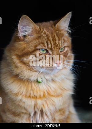 Eine hübsche Ingwerkatze auf schwarzem Hintergrund sieht etwas mit Absicht. Stockfoto