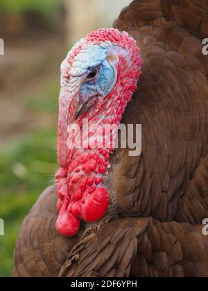 Eine Kopfaufnahme eines Erwachsenen Freirange türkei. Stockfoto