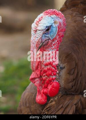 Eine Kopfaufnahme eines Erwachsenen Freirange türkei. Stockfoto